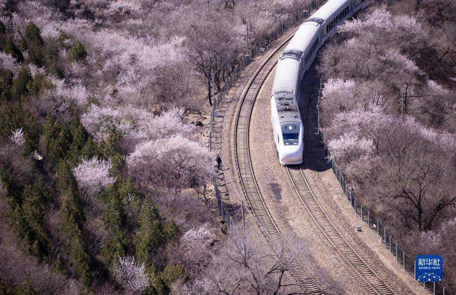 Beijing, si godono il mare dei fiori sul treno suburbano