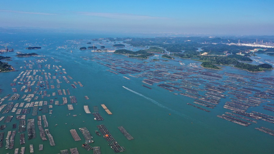 Il pascolo marino nella città di Qinzhou, nella regione autonoma del Guangxi Zhuang, nella Cina meridionale. (25 novembre 2021 - Xinhua/Zhang Ailin) 