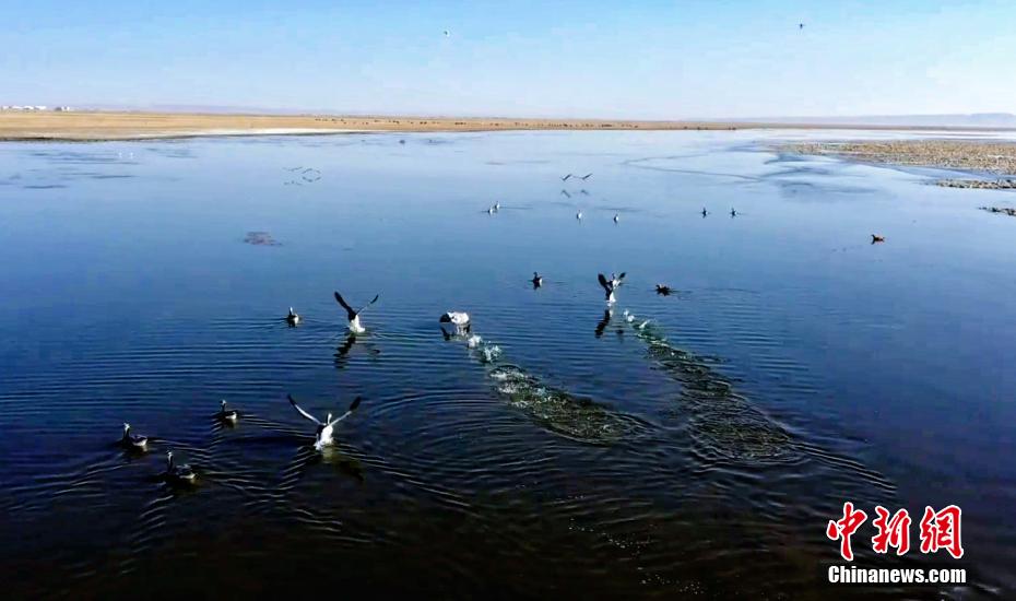 Lago Qinghai, tornano gli uccelli migratori