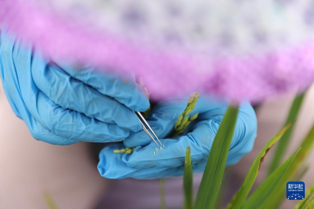 Alla scoperta del Laboratorio di Semi di Baia Yazhou