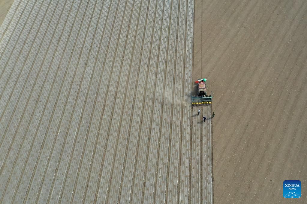 Xinjiang: la coltivazione del cotone in pieno svolgimento