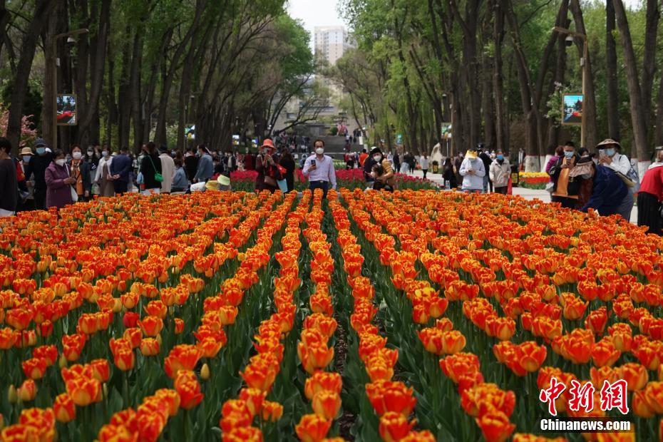 Xining, Qinghai: 220 mila tulipani in piena fioritura