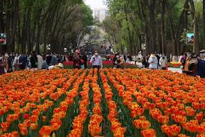 Xining, Qinghai: 220 mila tulipani in piena fioritura