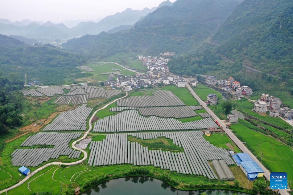 La rivitalizzazione rurale promuove lo sviluppo economico nell'area montuosa del Guangxi