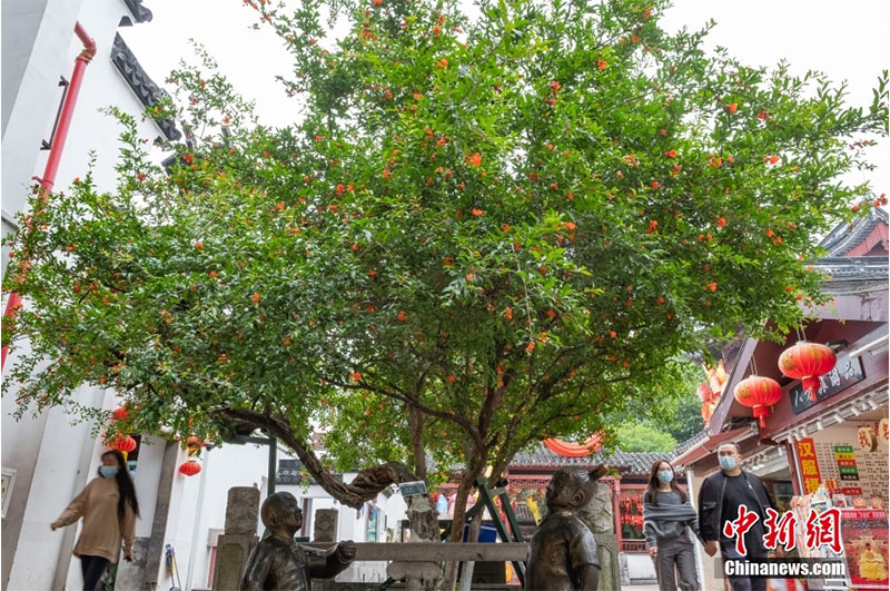 Nanjing, melograno di 122 anni pieno di fiori