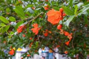 Nanjing, melograno di 122 anni pieno di fiori