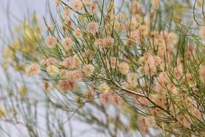 Xinjiang, Cina: corridoio verde antisabbia costruito lungo la ferrovia del deserto 