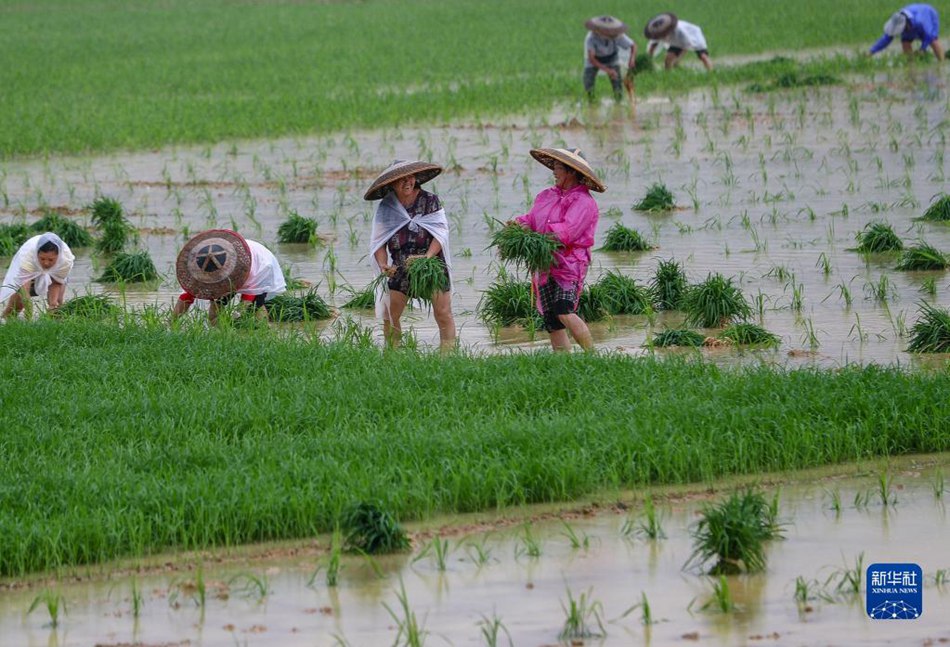 Granaglie nella Spiga: periodo in cui gli agricoltori sono più impegnati