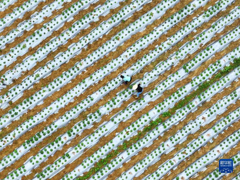 Granaglie nella Spiga: periodo in cui gli agricoltori sono più impegnati