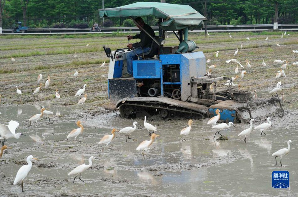 Granaglie nella Spiga: periodo in cui gli agricoltori sono più impegnati