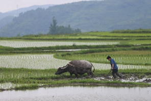 Granaglie nella Spiga: periodo in cui gli agricoltori sono più impegnati