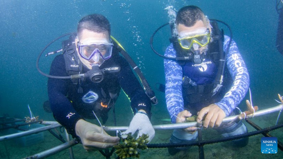 Hainan, Cina: piantati coralli per proteggere l'ecologia sottomarina