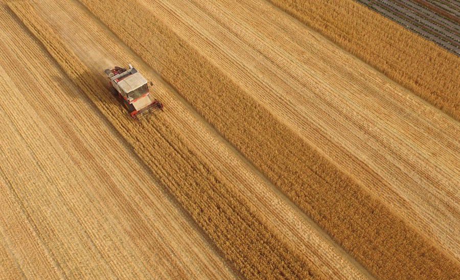 Vista aerea di una mietitrice che miete il grano nella contea di Pingyi, nella provincia dello Shandong, nella Cina orientale. (5 giugno 2022 - Foto di Wu Jiquan/Xinhua)