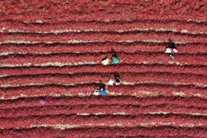 Massiccia raccolta di peperoncini nello Xinjiang