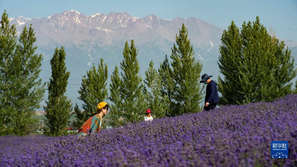 Xinjiang: la semina della lavanda promuove il turismo locale del villaggio Sigong