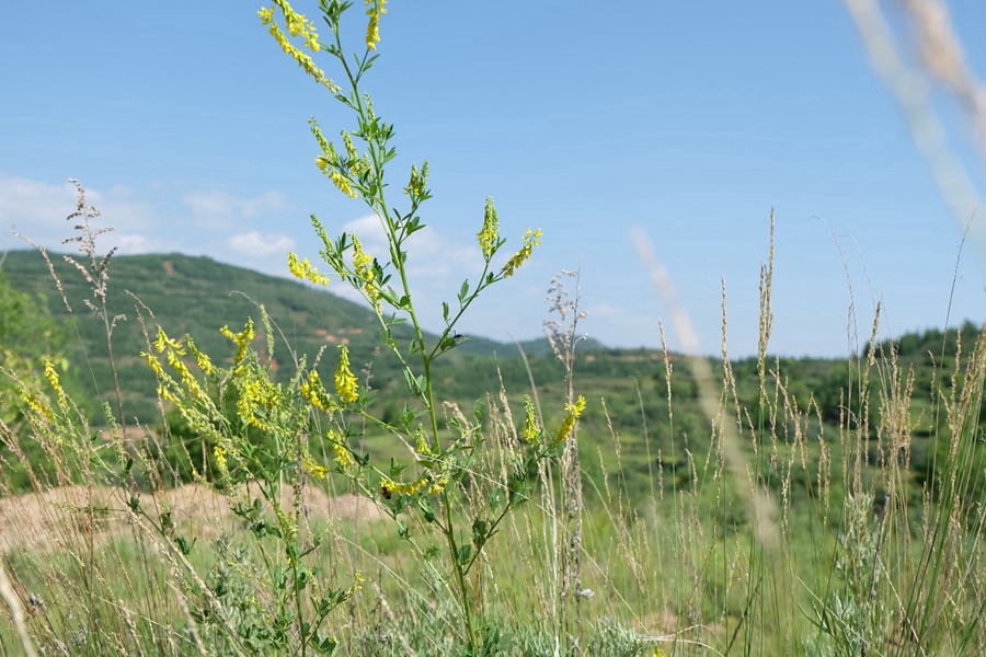 Ningxia, Cina: vegetazione lussureggiante fiorisce nella contea di Longde