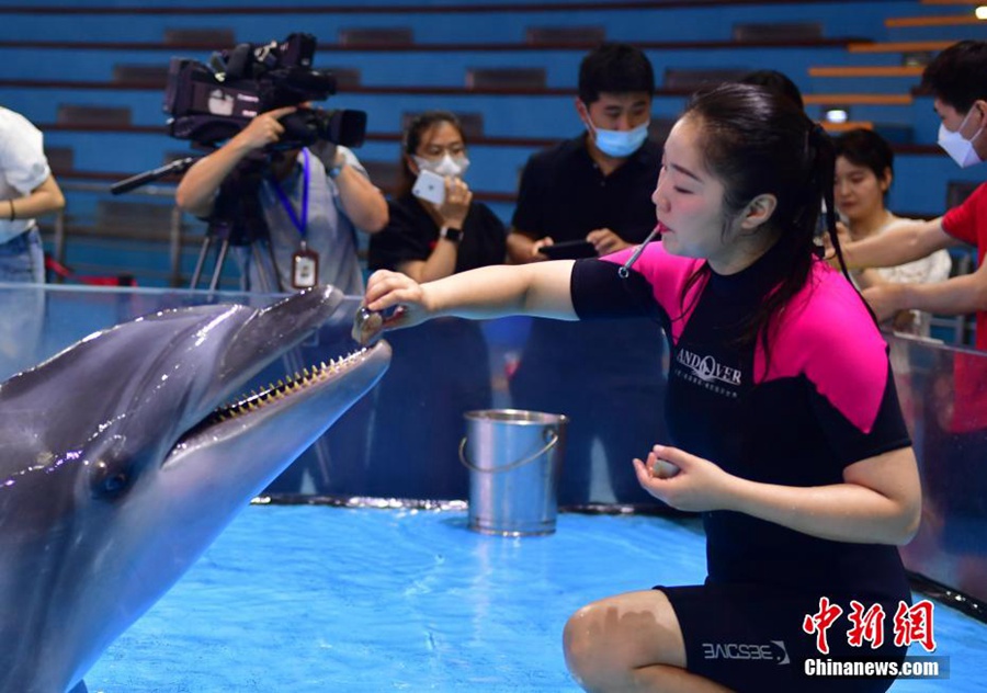 Hefei: gli animali marini vengono tenuti al fresco di fronte all'estate estrema