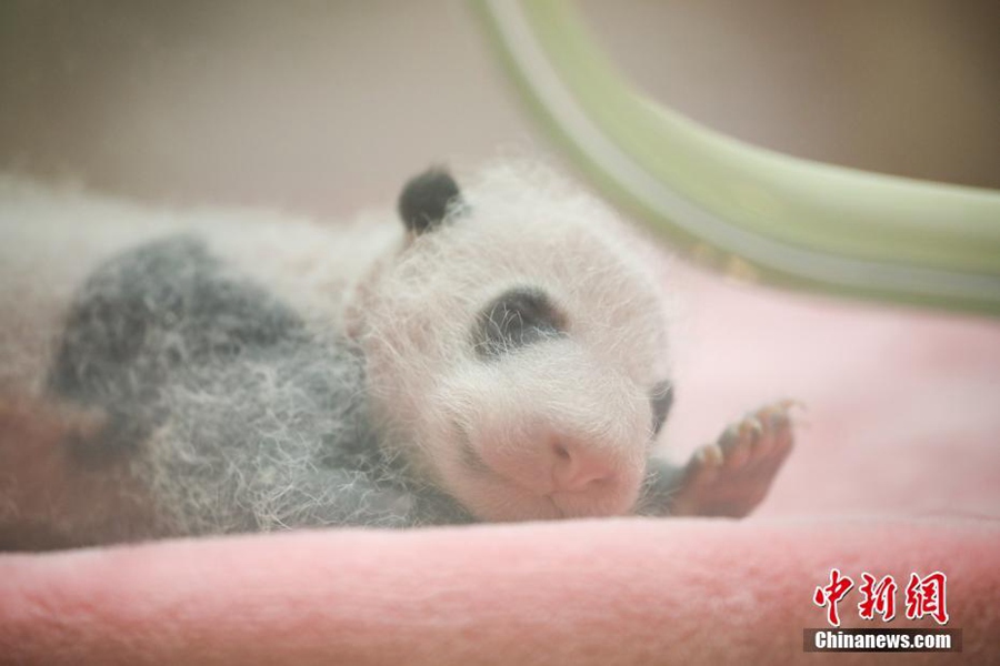 Chengdu: svelati i neonati cuccioli di panda gigante