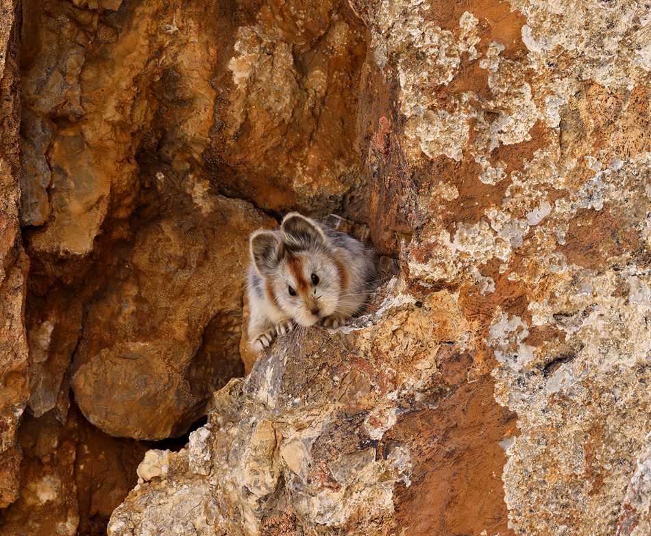 La specie in via di estinzione pica di Ili identificata a Jinghe, Xinjiang