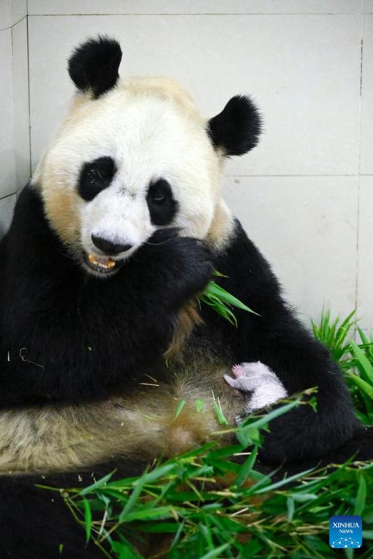 Sichuan: nato il cucciolo di panda di allevamento in cattività più pesante del mondo