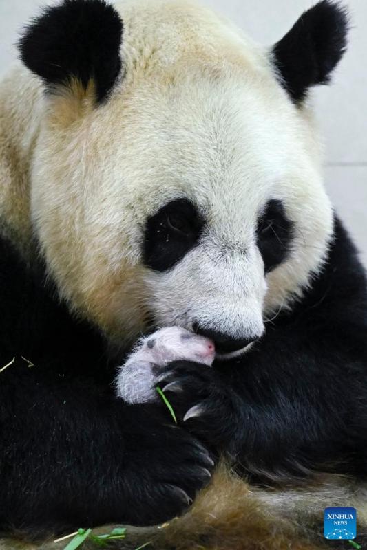 Sichuan: nato il cucciolo di panda di allevamento in cattività più pesante del mondo