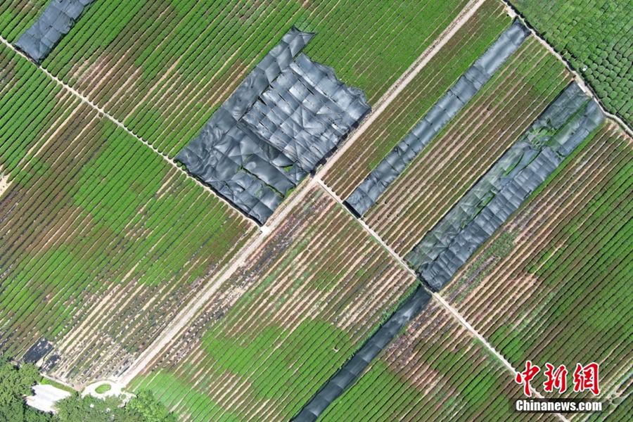 Hangzhou: gli alberi del tè di Longjing parzialmente bruciati dal sole