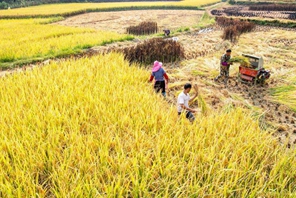 Chongqing: gli agricoltori raccolgono il riso nelle risaie