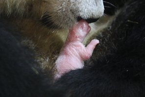 Xi'an: panda di Qinling dà alla luce un cucciolo