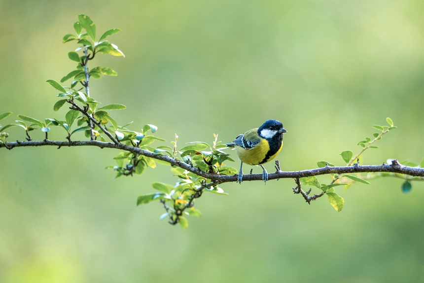 Chongqing: uccelli si divertono in un ambiente ecologico migliorato