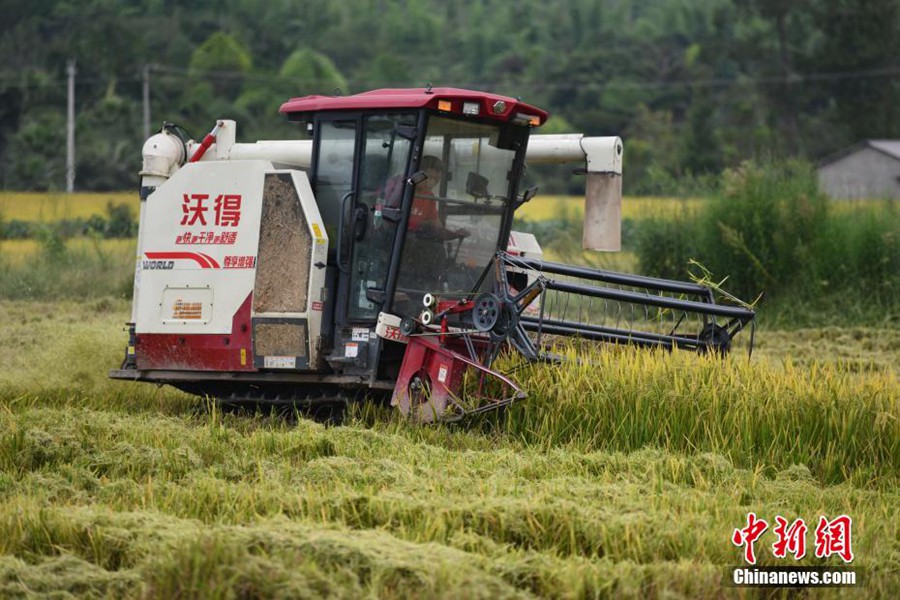 Chengdu: 3300 mu di risaie inaugurano la stagione del raccolto