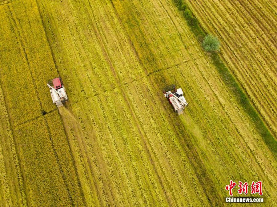 Chengdu: 3300 mu di risaie inaugurano la stagione del raccolto