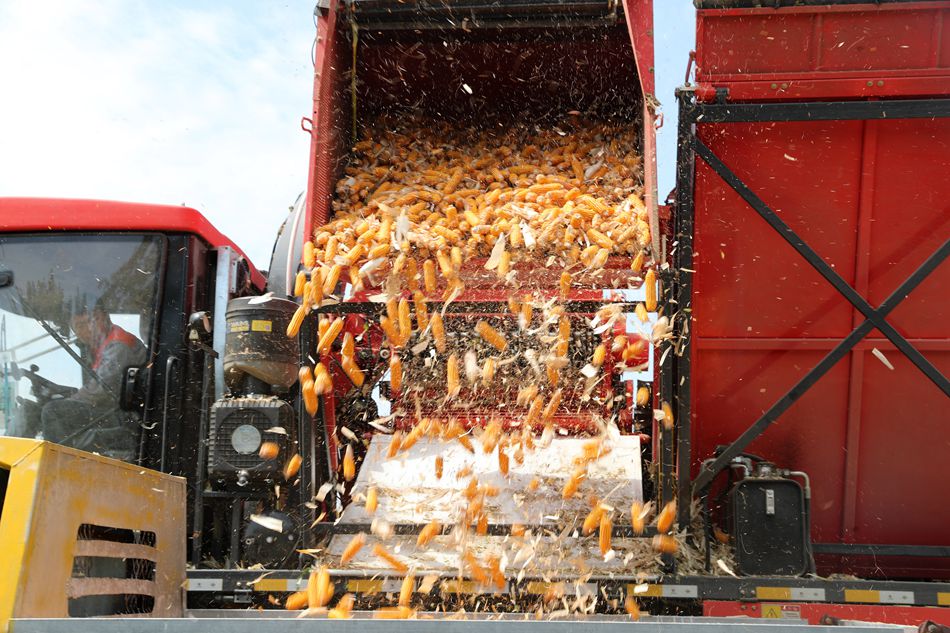 Intense attività di raccolto all'equinozio d'autunno