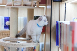 La catena di librerie Xinhua inaugura la prima libreria a tema animali domestici a Beijing