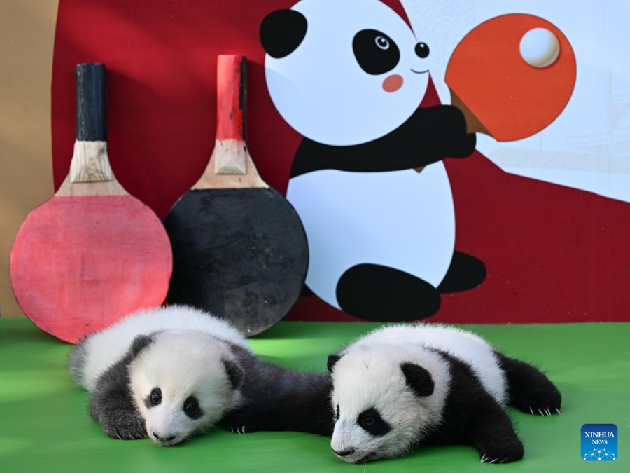 Chengdu: i cuccioli di panda incontrano il pubblico