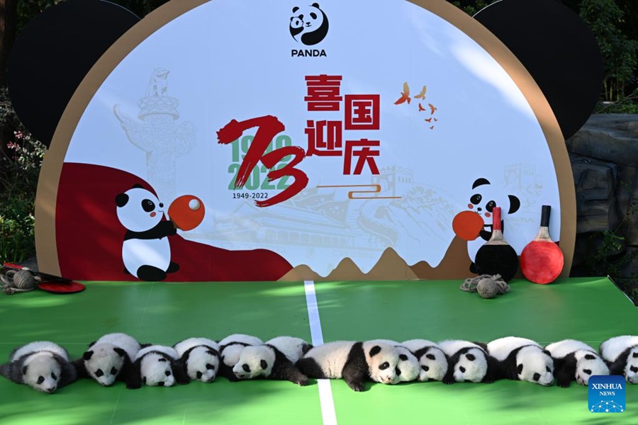 Chengdu: i cuccioli di panda incontrano il pubblico