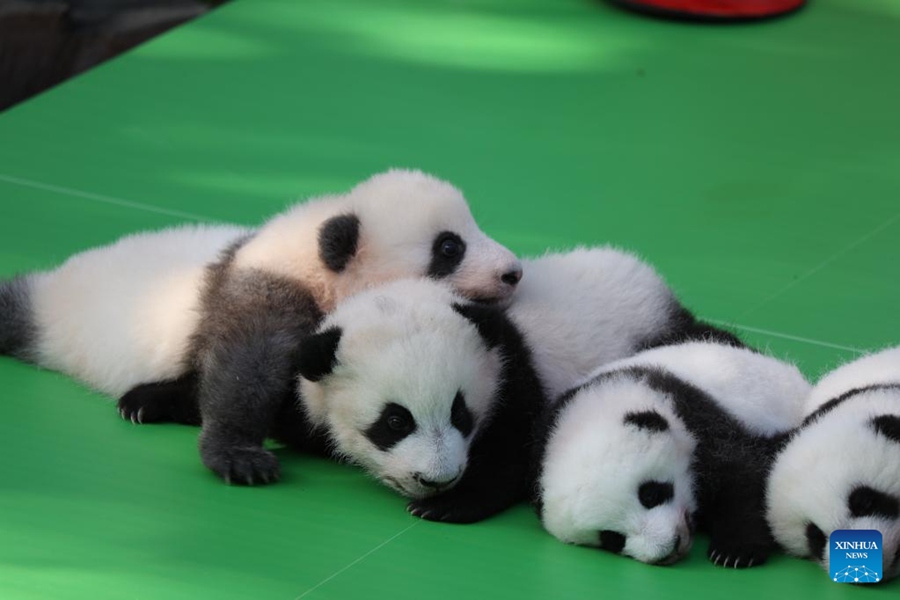 Chengdu: i cuccioli di panda incontrano il pubblico