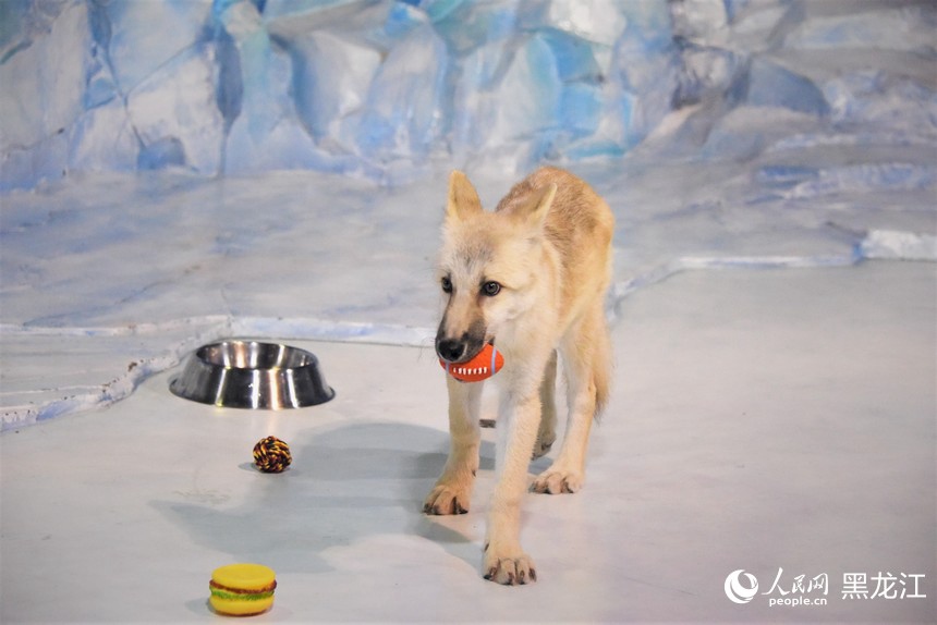 Il primo lupo artico clonato al mondo incontra il pubblico all'Harbin Polar Park