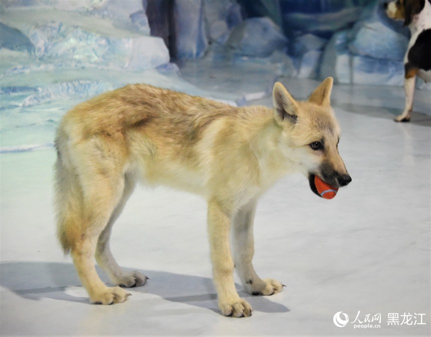 Il primo lupo artico clonato al mondo incontra il pubblico all'Harbin Polar Park