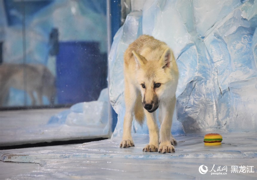 Il primo lupo artico clonato al mondo incontra il pubblico all'Harbin Polar Park