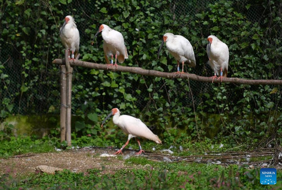 La contea di Ningshan si impegna per la protezione ecologica e lo sviluppo verde