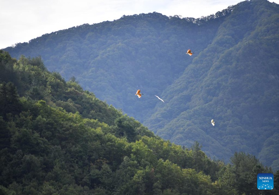 La contea di Ningshan si impegna per la protezione ecologica e lo sviluppo verde