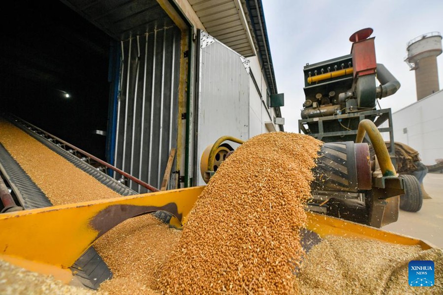 Tianjin: monitoraggio della temperatura per ridurre la perdita di grano