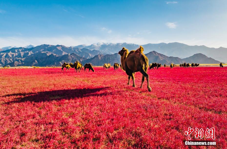 Qinghai: i cammelli camminano lungo un 