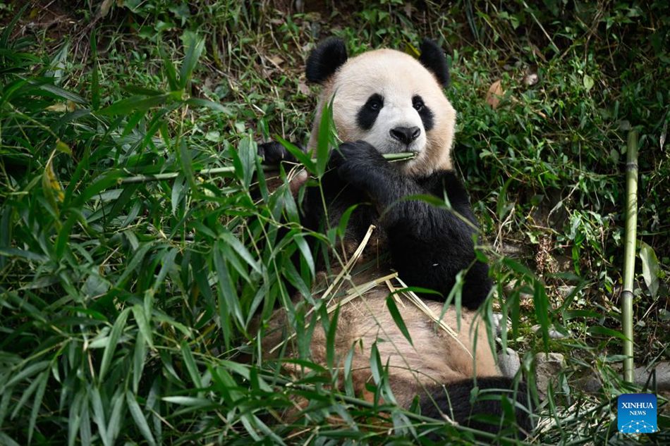 Due panda giganti lasciano la base di allevamento cinese per il Qatar