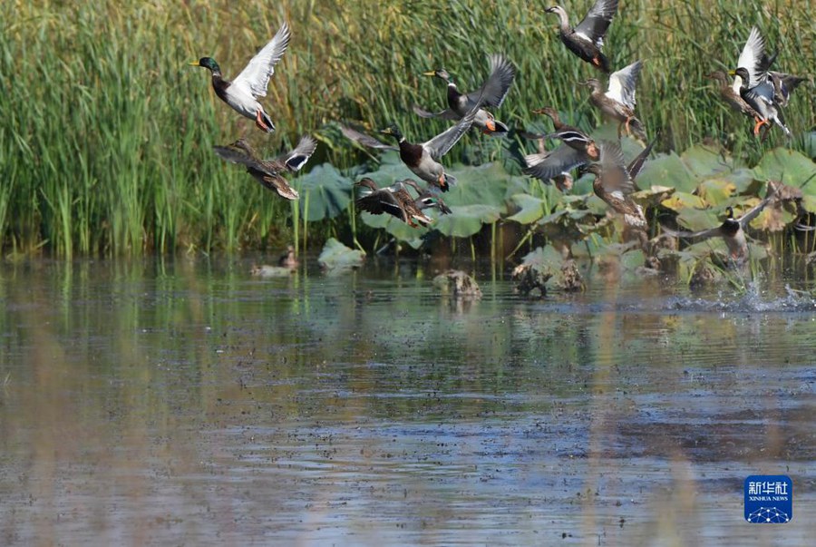 Hefei: zona umida di Shibalianwei, un'immagine ecologica sulla riva del lago Chaohu