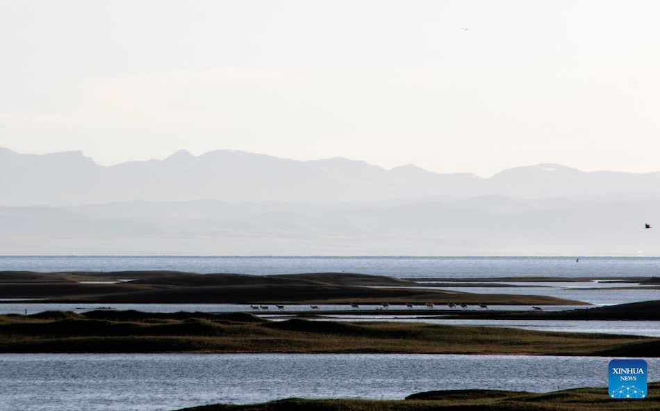 Lago Qinghai, rifugio ecologico