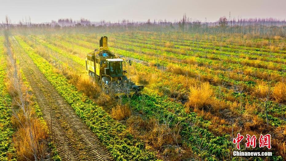 Xinjiang: il raccolto di barbabietola da zucchero supera le 13.000 tonnellate