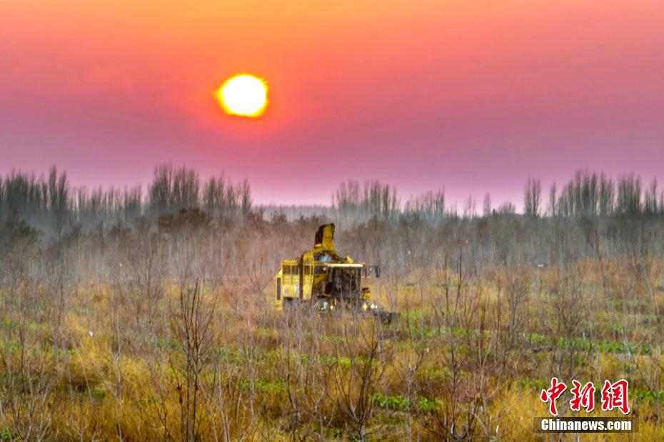 Xinjiang: il raccolto di barbabietola da zucchero supera le 13.000 tonnellate