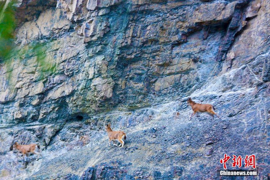 Xinjiang: stambecchi nella zona montuosa a sud di Hutubi