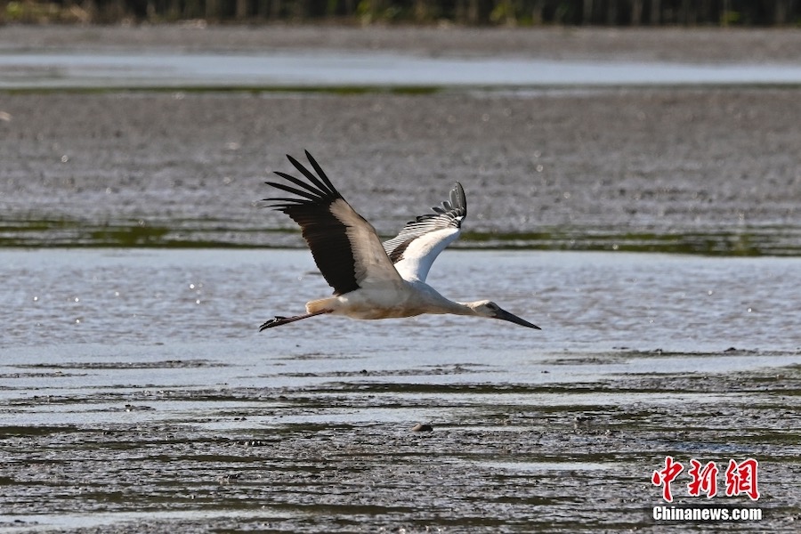 Guangzhou: la cicogna bianca orientale appare nella zona umida di Nansha